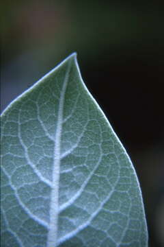 Image of Olympic mullein