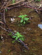 Image of Jewelweeds