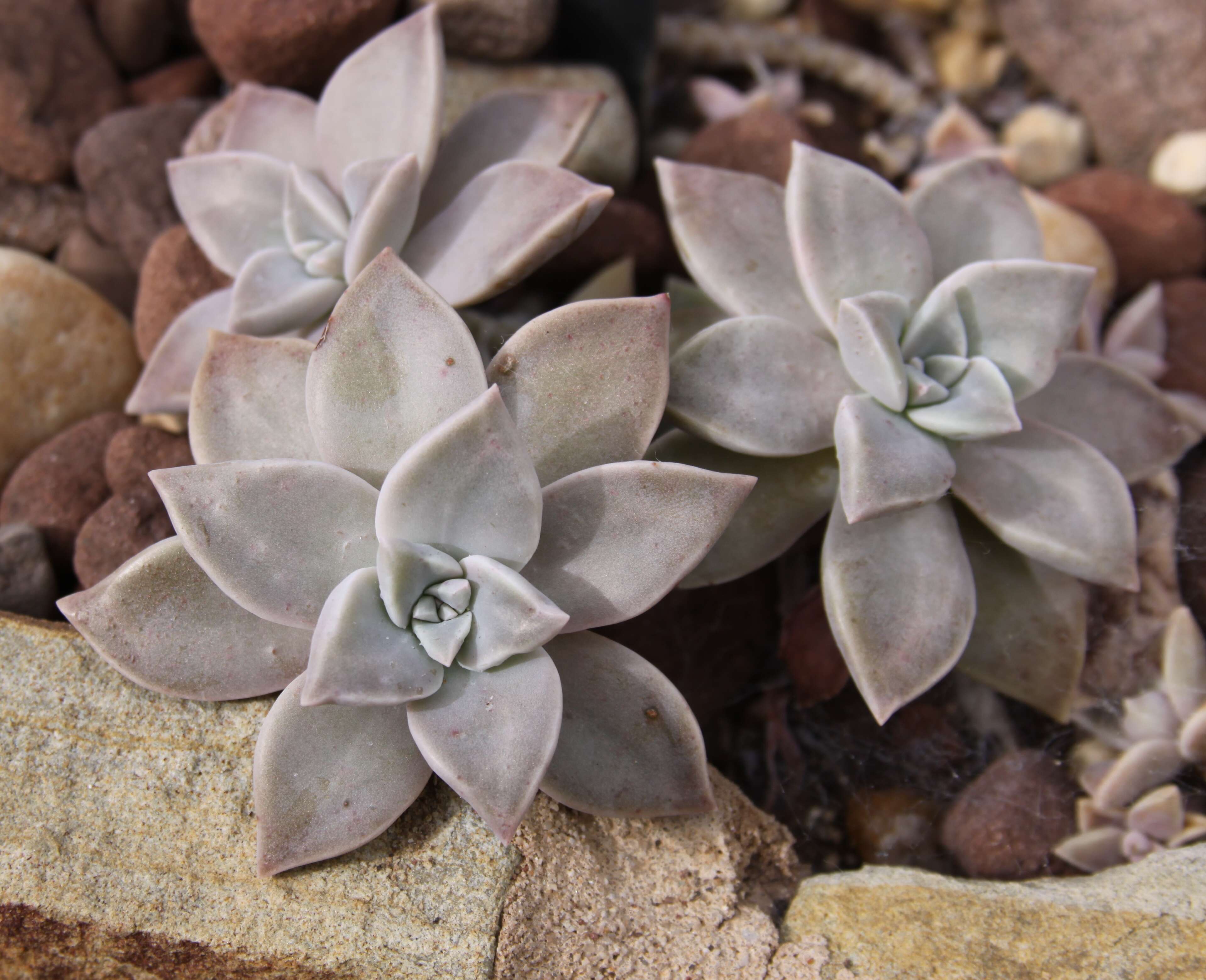 Image of Graptopetalum paraguayense (N. E. Brown) Walther