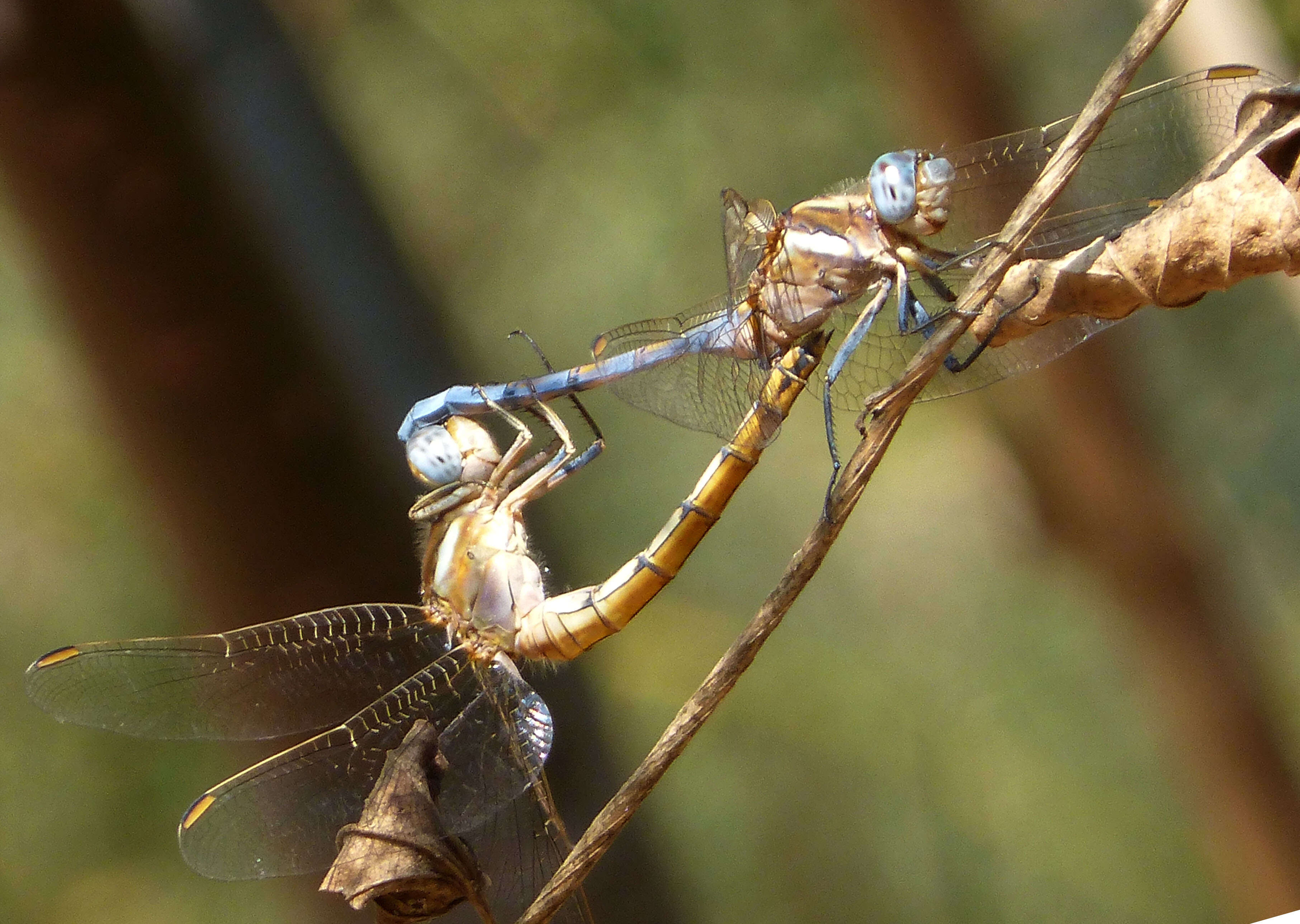 Image of Skimmers (Dragonflies)