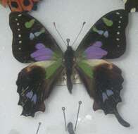 Image of Graphium