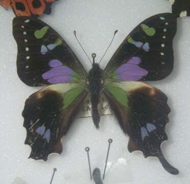 Image of Purple Spotted Swallowtail