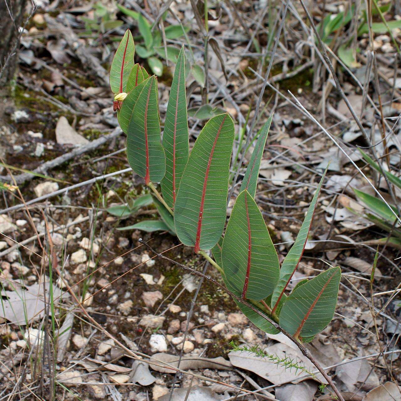 Image of Manihot purpureocostata Pohl