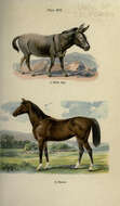 صورة Equus subgen. Asinus Gray 1824