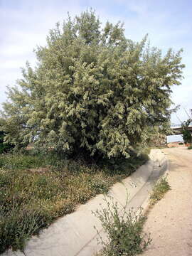 <i>Eleagnus angustifolia</i> L.的图像