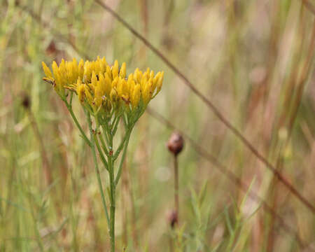 Image of Pineland Rayless-Goldenrod