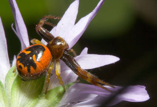 صورة Synema globosum (Fabricius 1775)