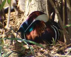 Image of Mandarin Duck