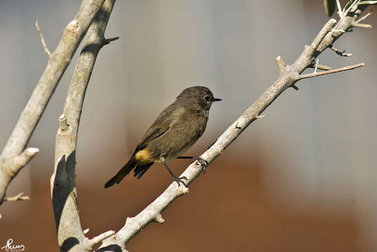 Image of Black Redstart