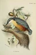 Image of Eurasian Nuthatch