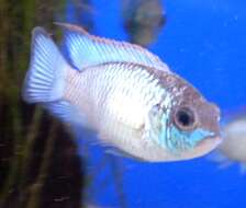 Image of Blue acara