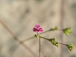 Image of spiderling