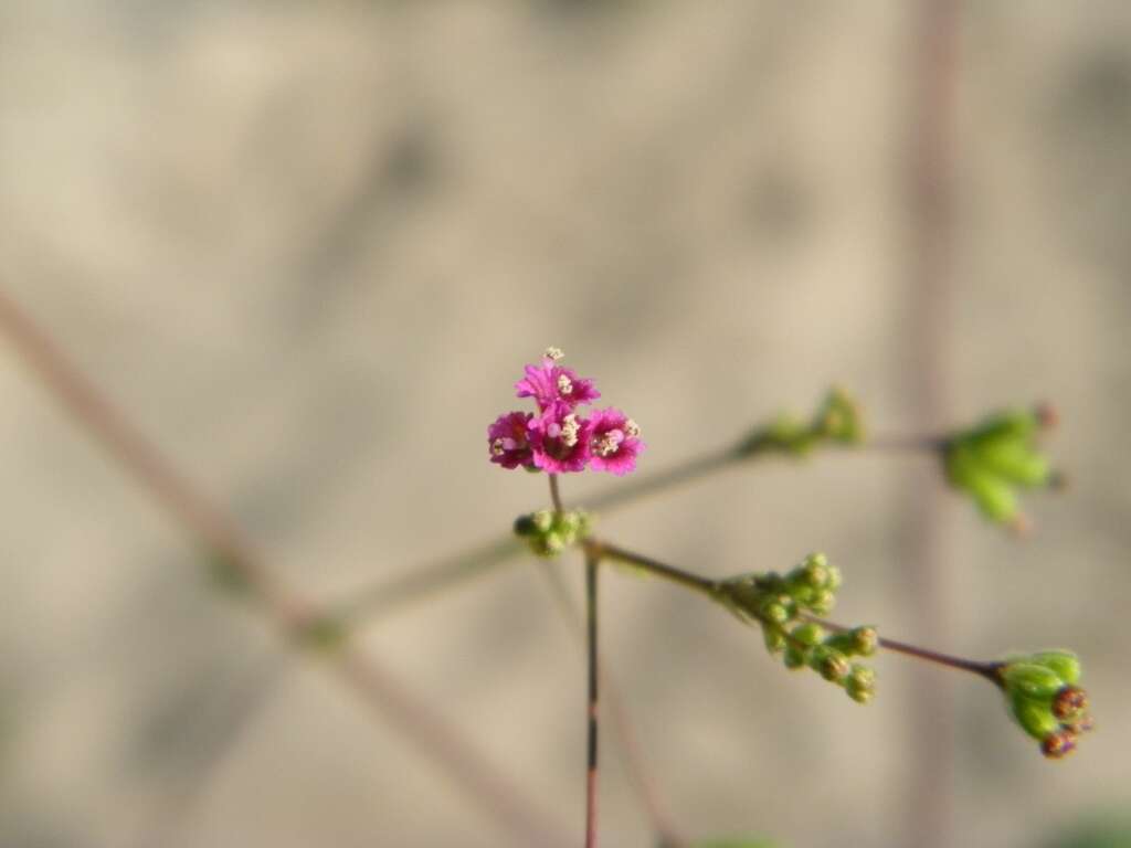 Image of spiderling