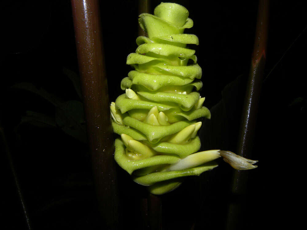 Image of Goeppertia vinosa (H. Kenn.) Borchs. & S. Suárez