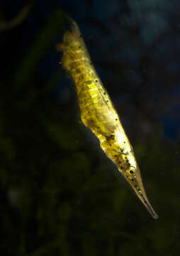 Image of Speckled shrimpfish