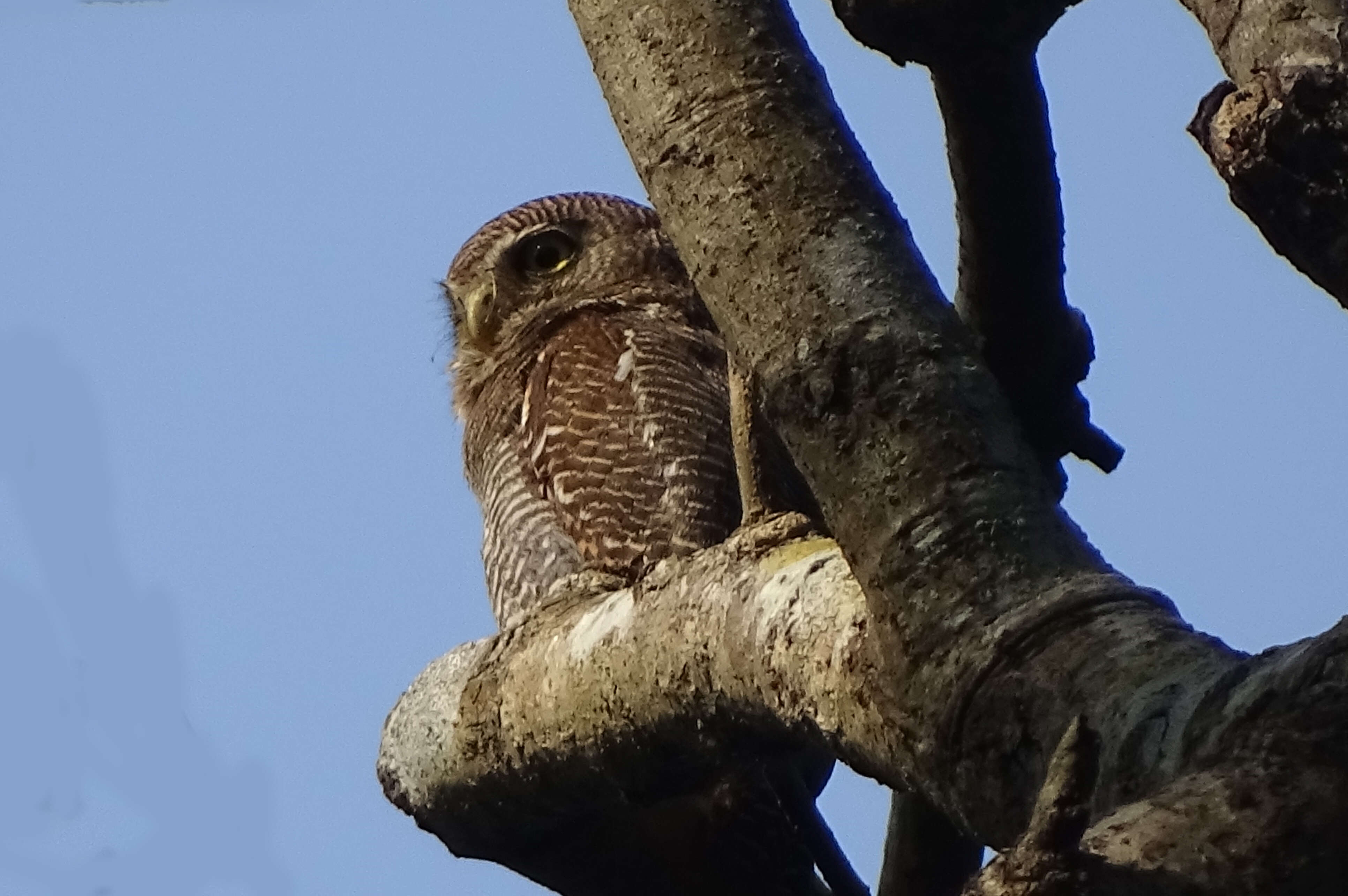 Imagem de Glaucidium radiatum (Tickell 1833)