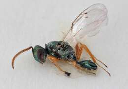 Image of Sphegigaster