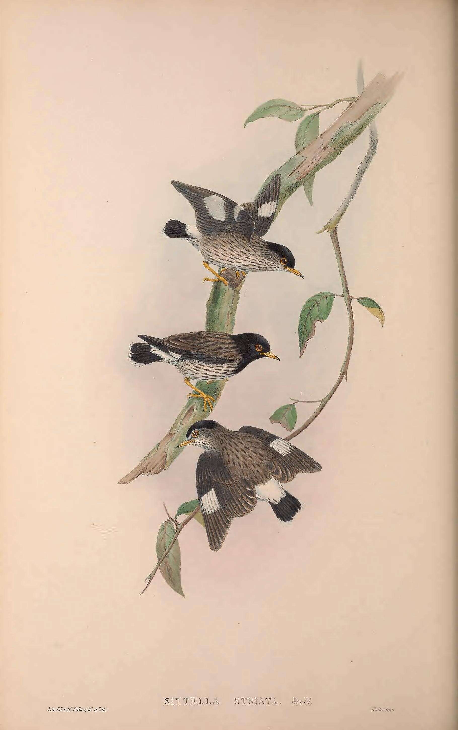 Image of Daphoenositta chrysoptera striata (Gould 1869)