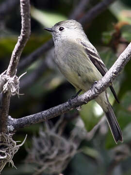 Image of Hammond's Flycatcher