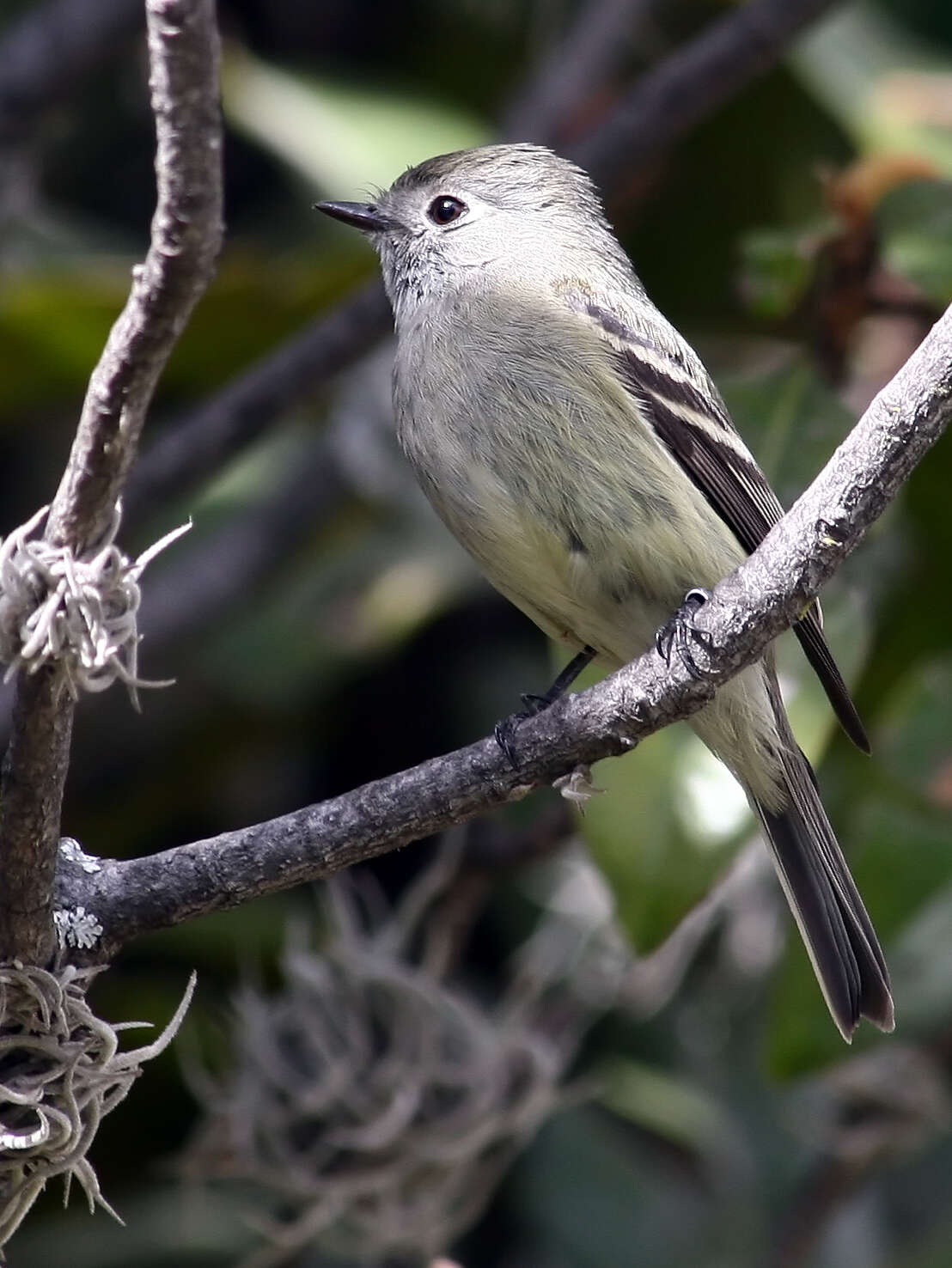 Empidonax hammondii (Xántus 1858)的圖片