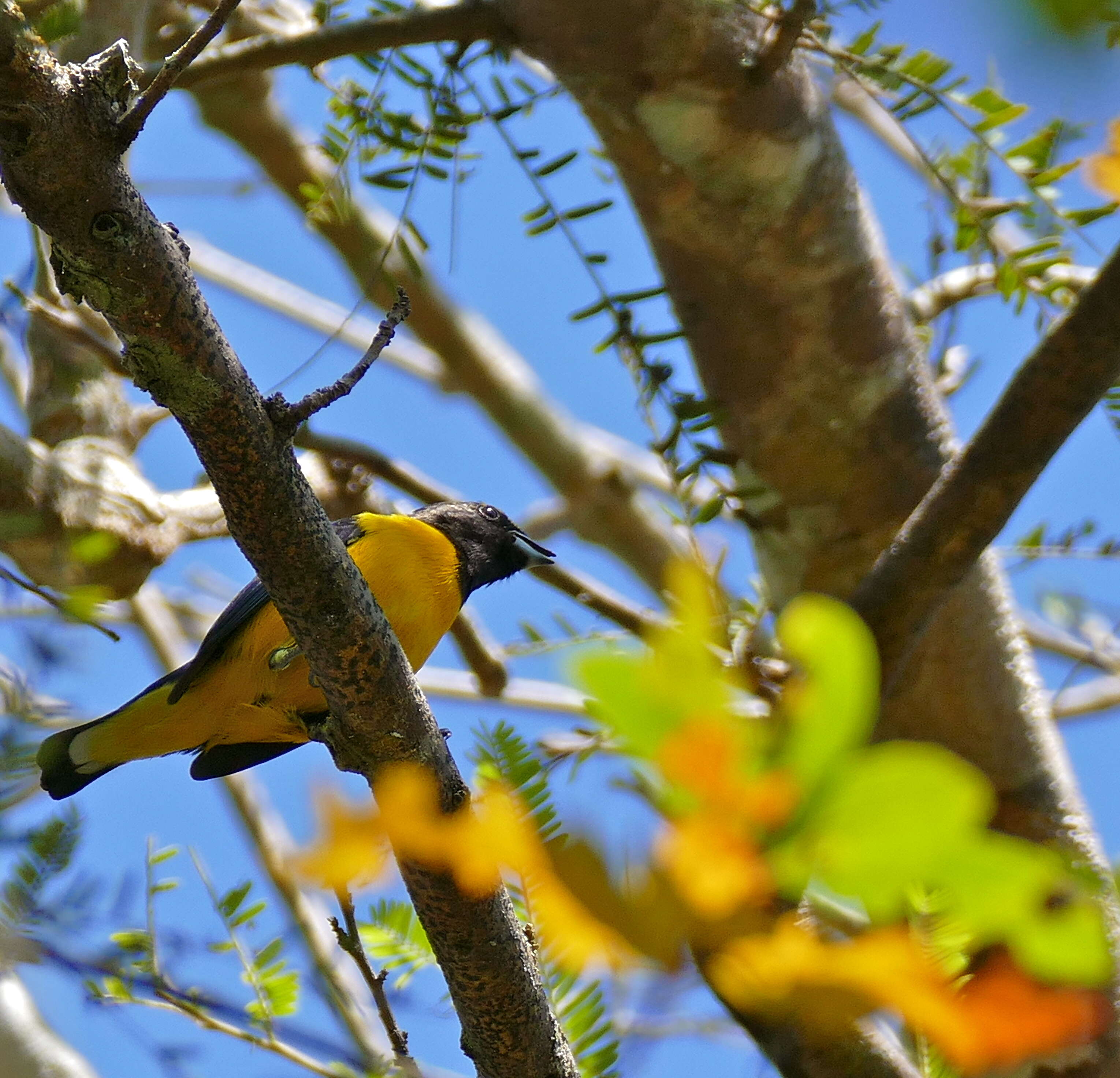 Image of Euphonia Desmarest 1806