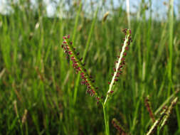 Image of crowngrass