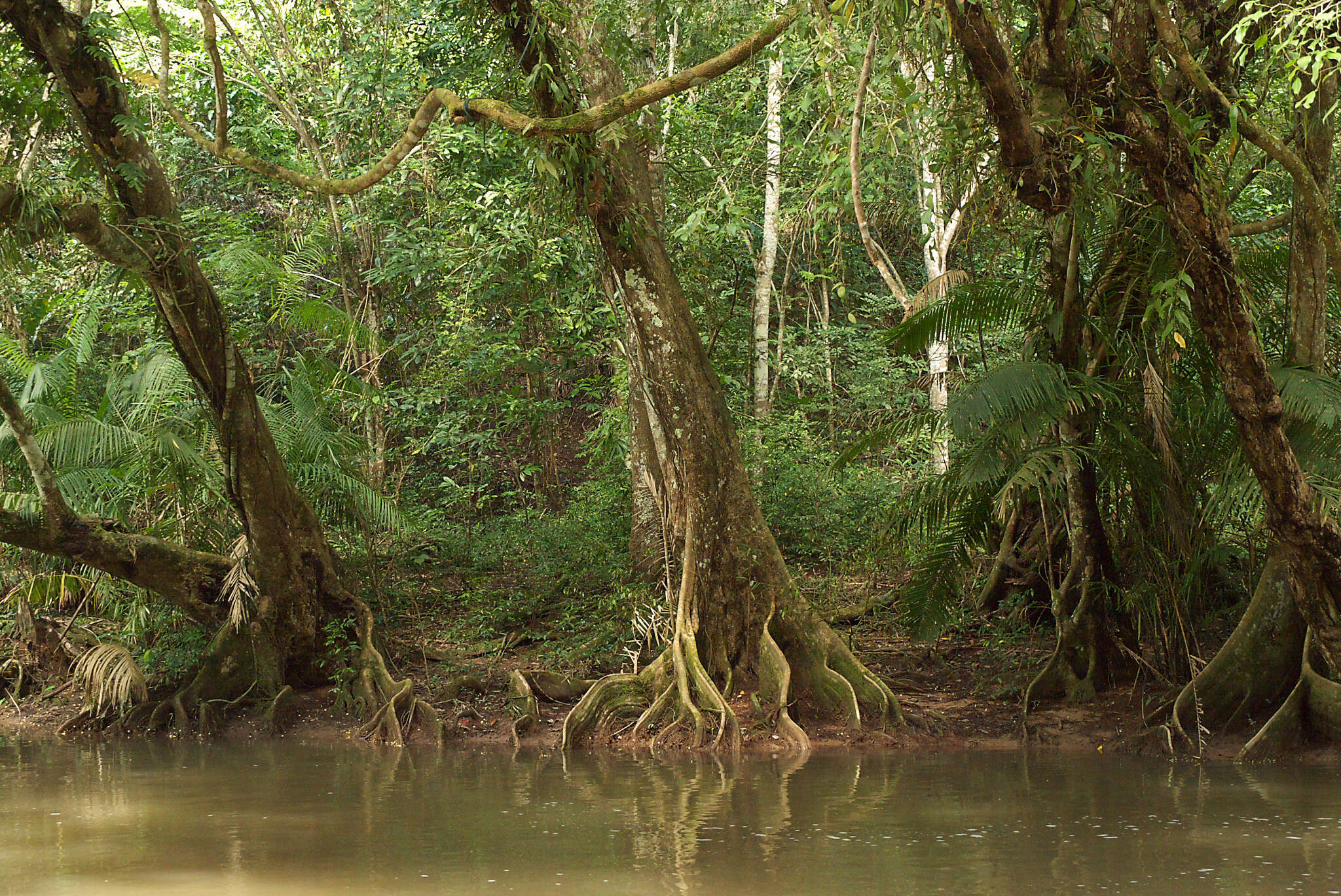 Image of elaeocarpus
