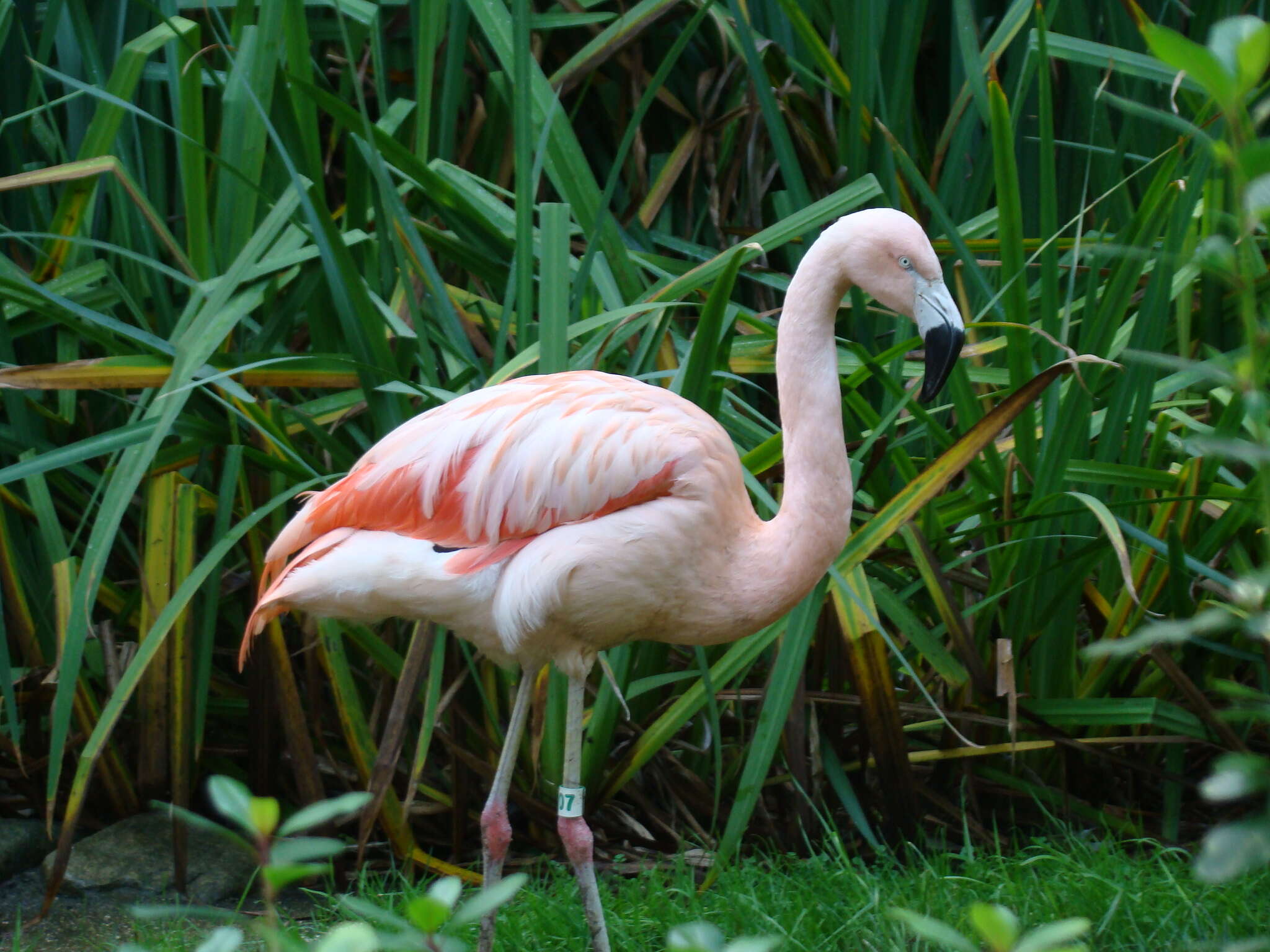 Imagem de Phoenicopterus Linnaeus 1758