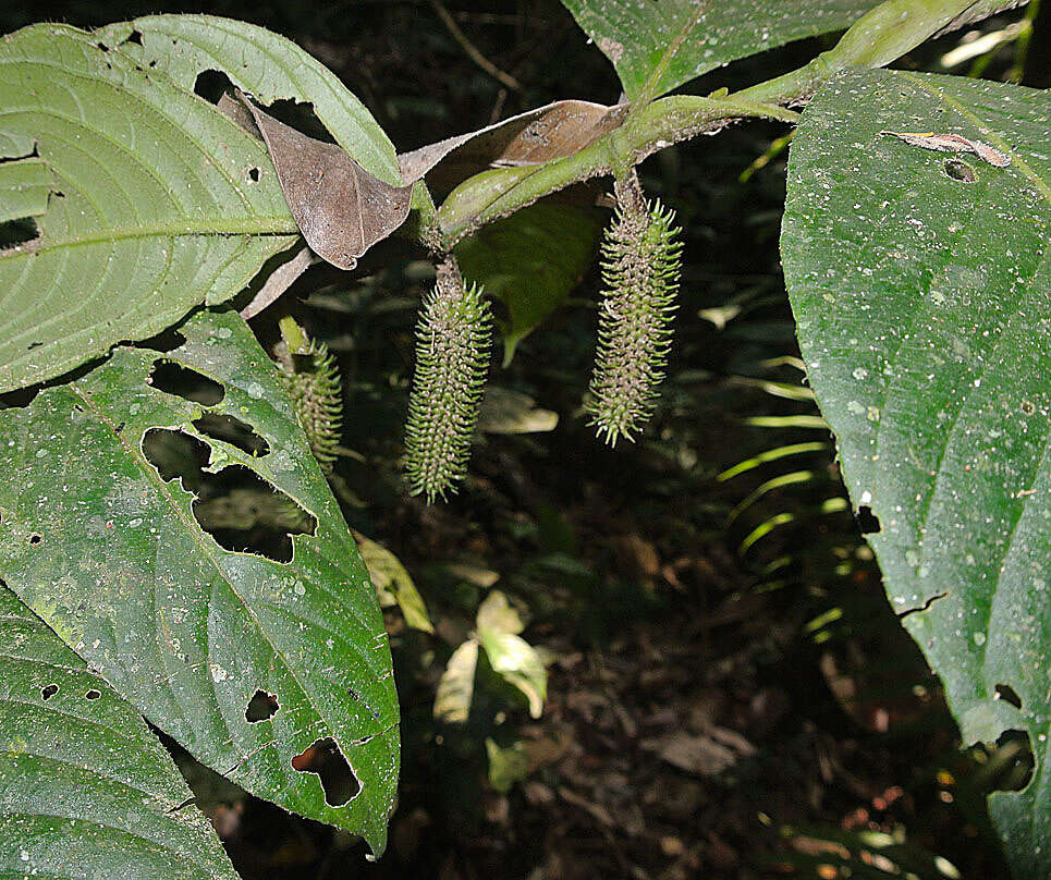 Image of Piper phytolaccifolium Opiz