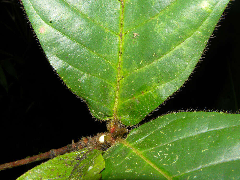 Image of Duroia costaricensis Standl.