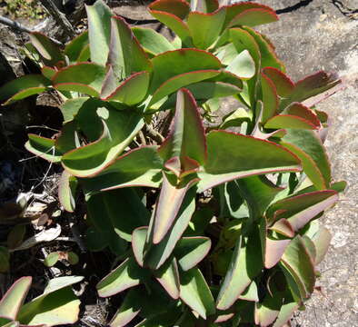 Image of Kalanchoe elizae Berger