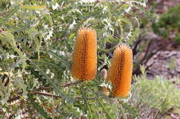 Image of Ashby's banksia