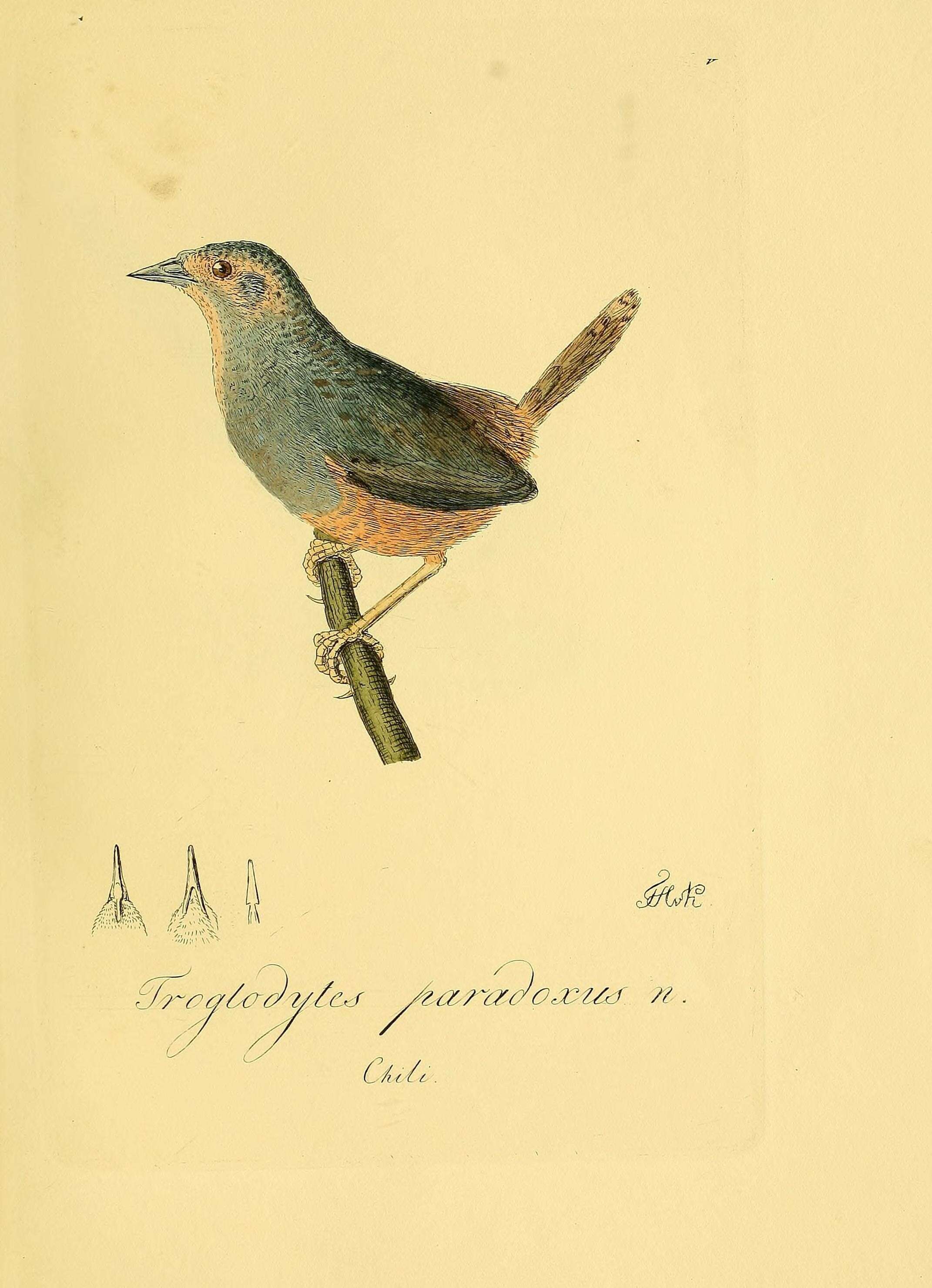 Image of Eugralla Lesson & R 1842