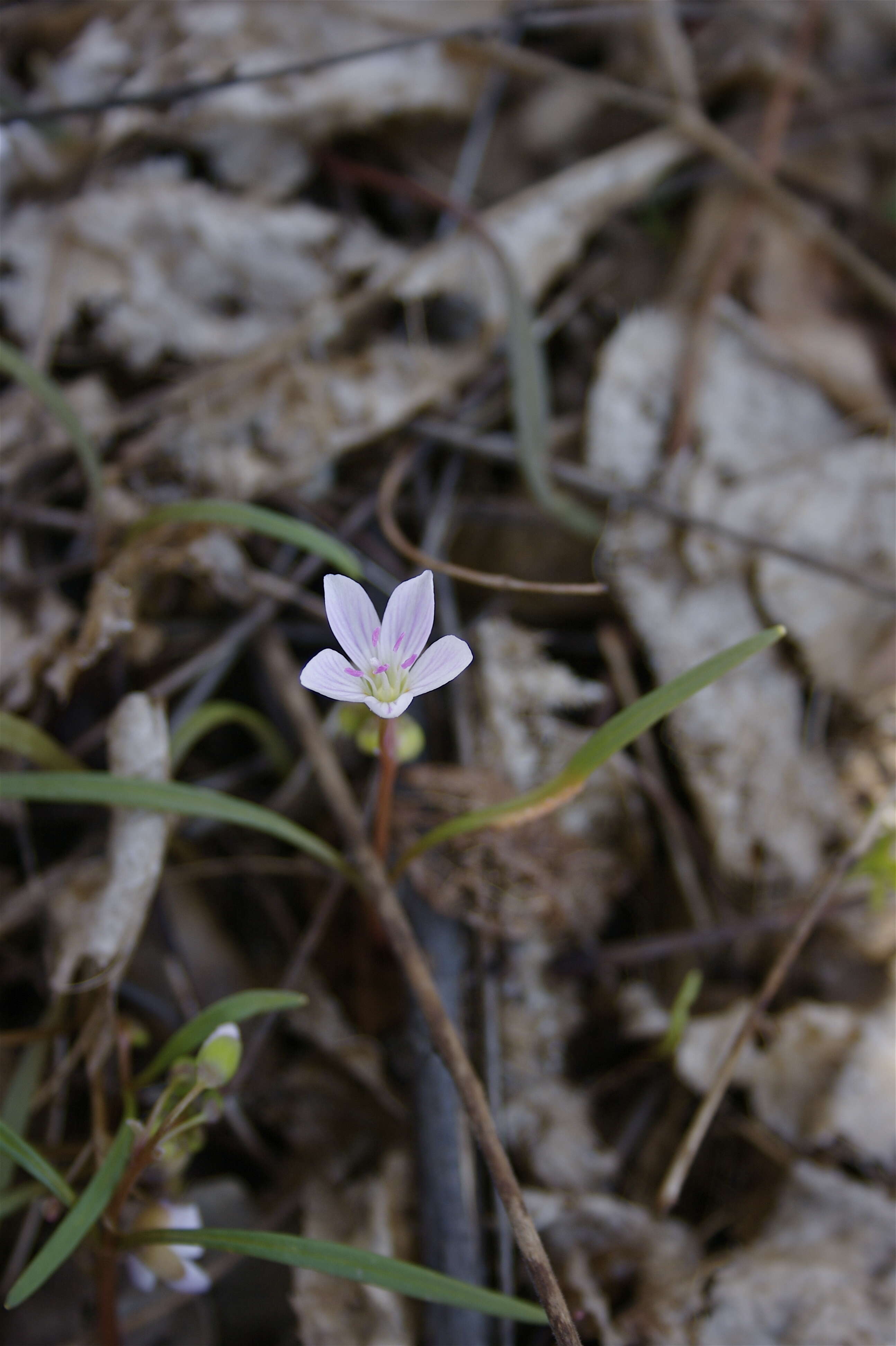 Image of springbeauty