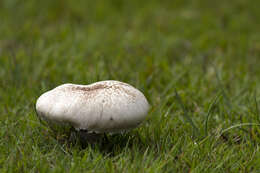 Image of Tufted Wood Mushroom