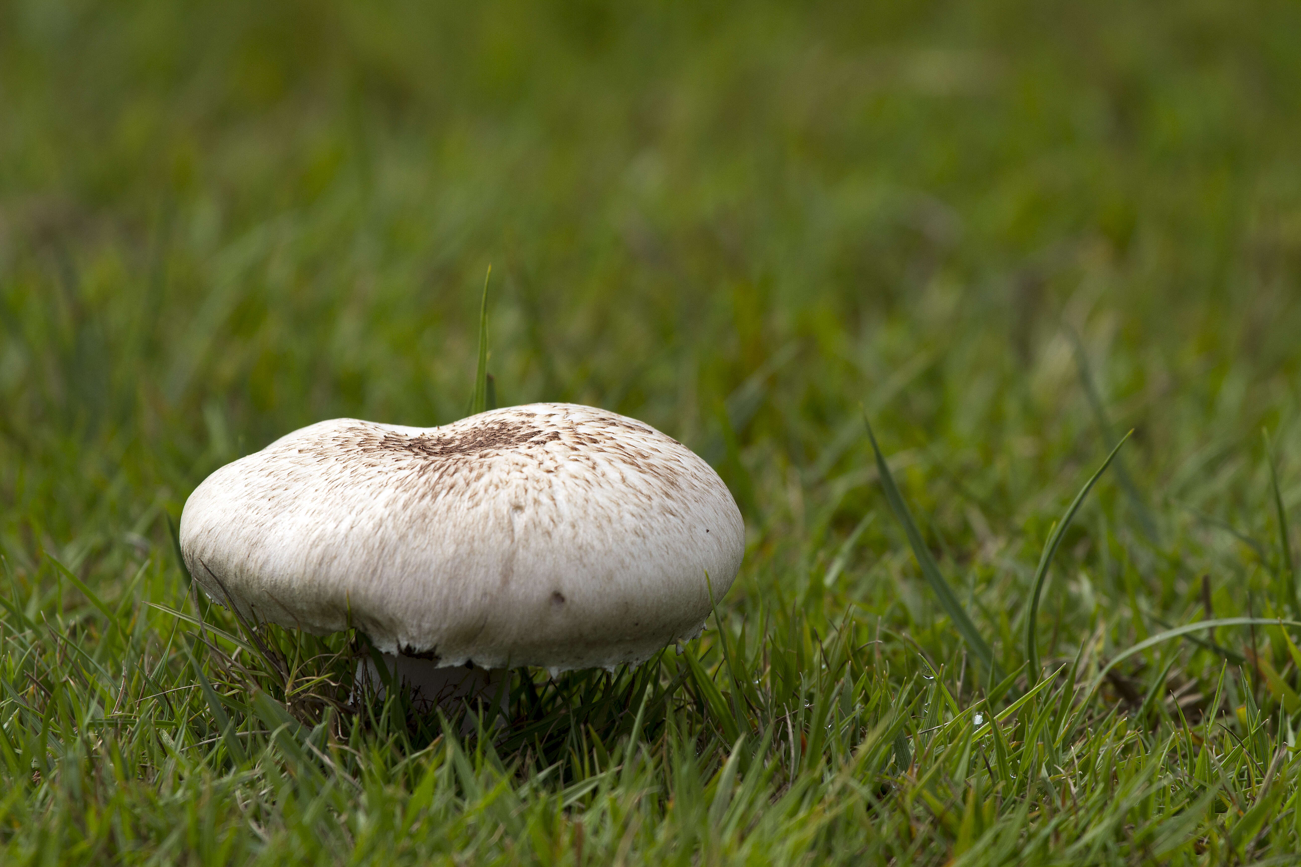 Image of Tufted Wood Mushroom