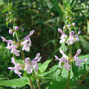 Stachys costaricensis Briq. resmi