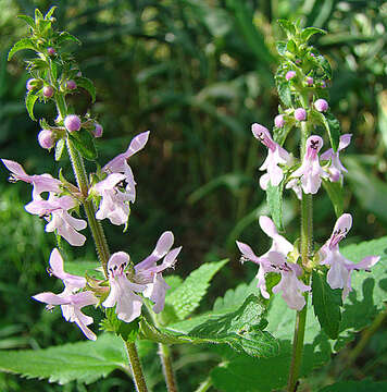 Image of Stachys costaricensis Briq.