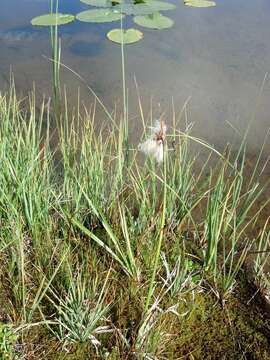 Image of common cottongrass