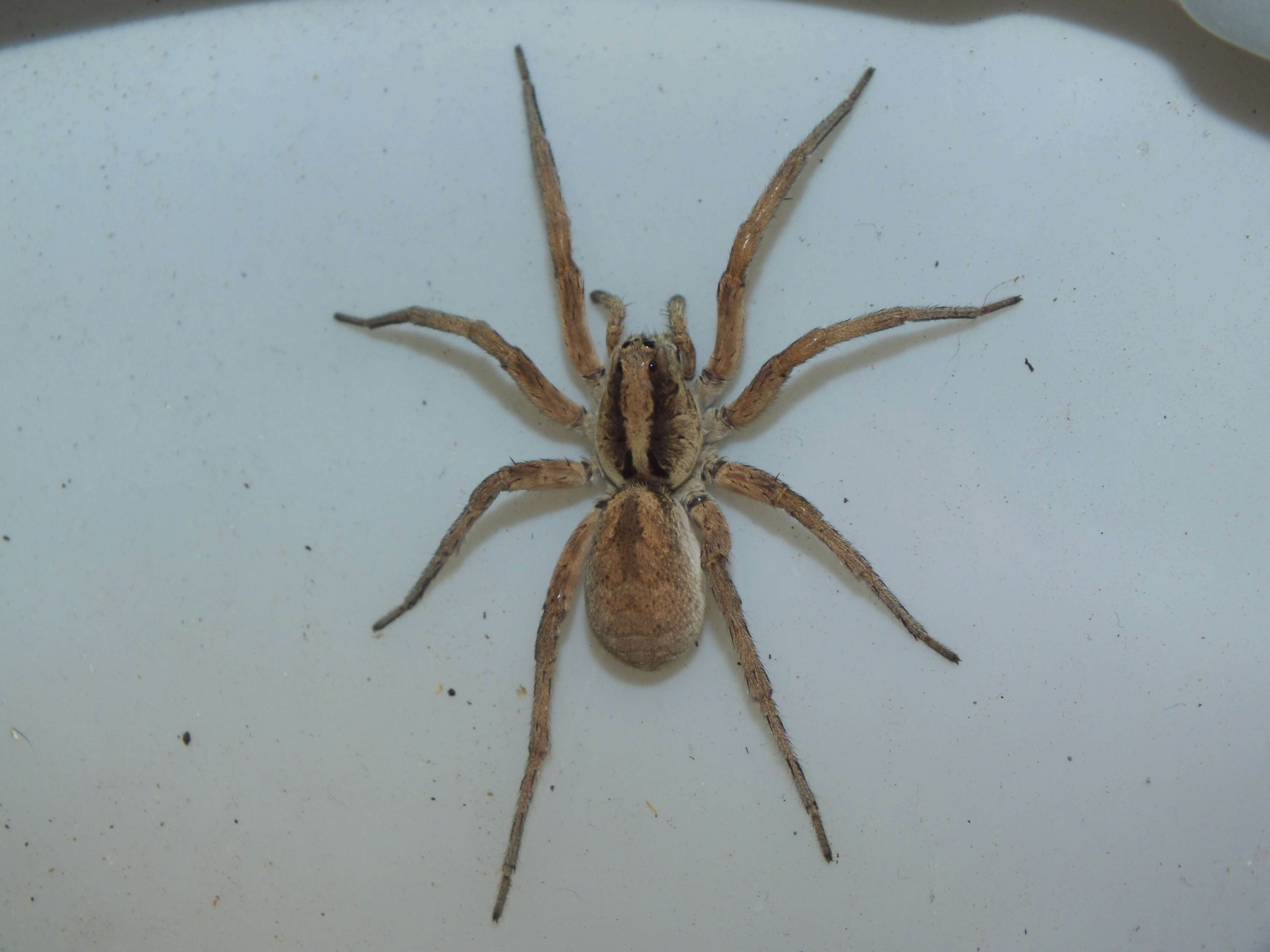 Image of wolf spiders