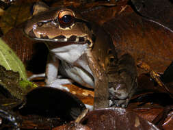 Image of Savage's Thin-toed Frog