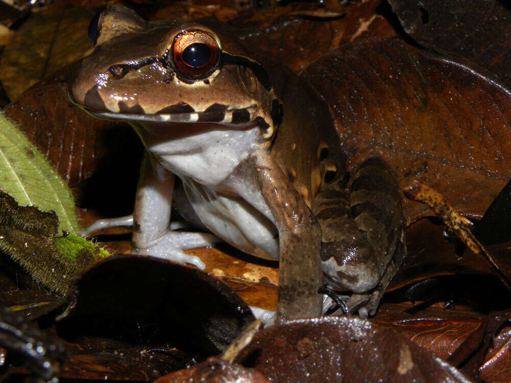 Image of Savage's Thin-toed Frog