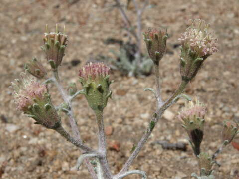 Image of Asteraceae