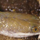 Image of Rice Paddy Snake