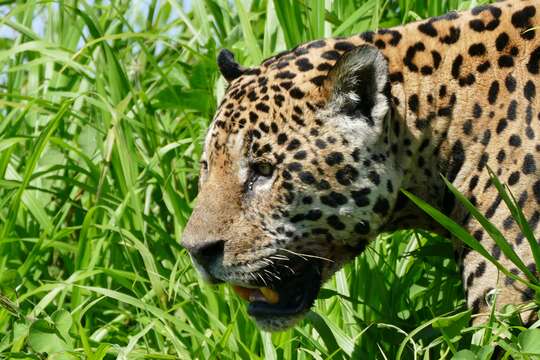 Image of Jaguar