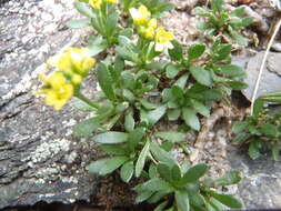 Image of Weber's draba