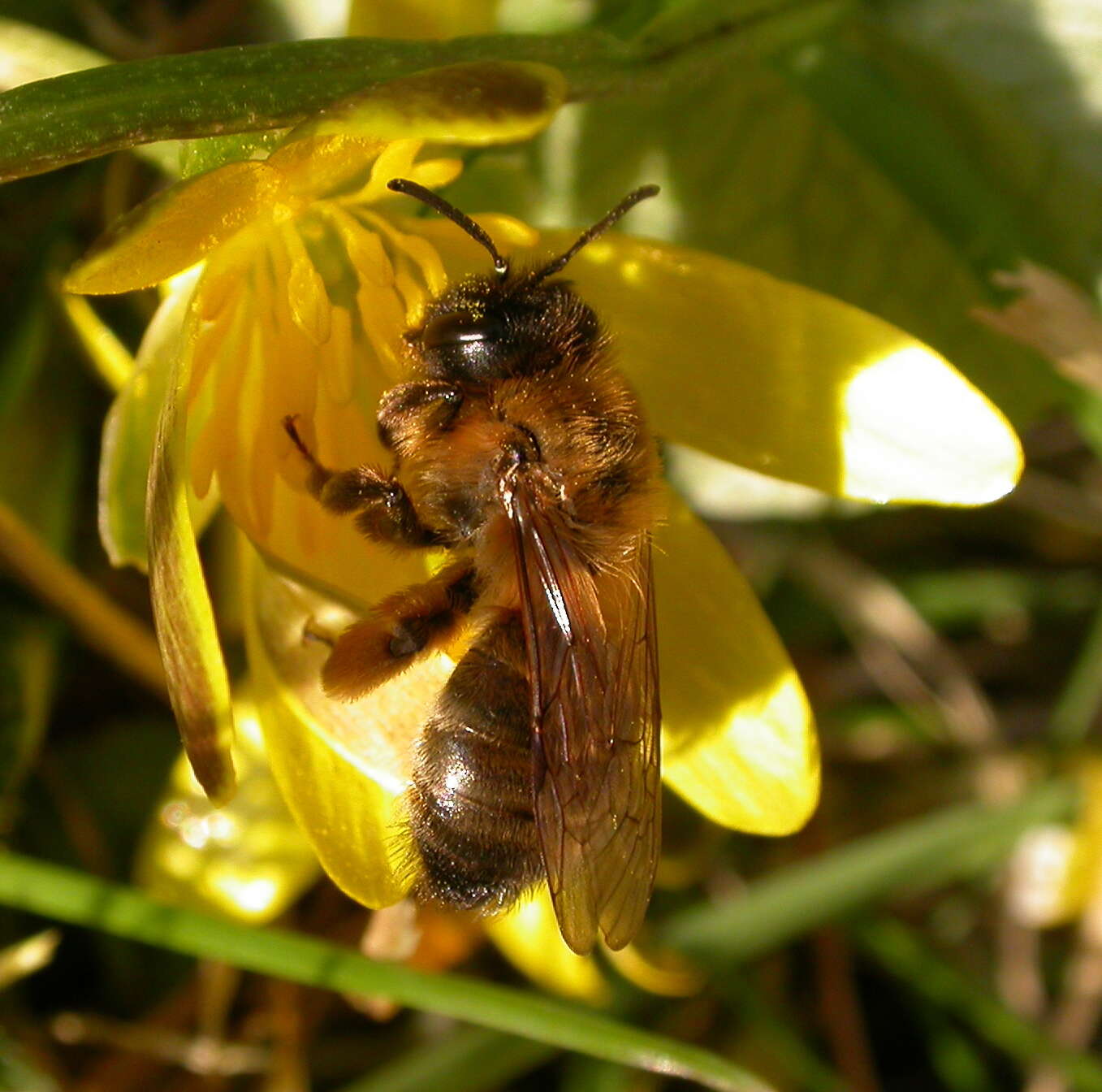 Image of Andrena nigroaenea (Kirby 1802)