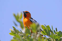 Image of New World orioles