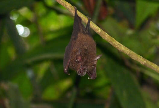 Image of Lesser Woolly Horseshoe Bat