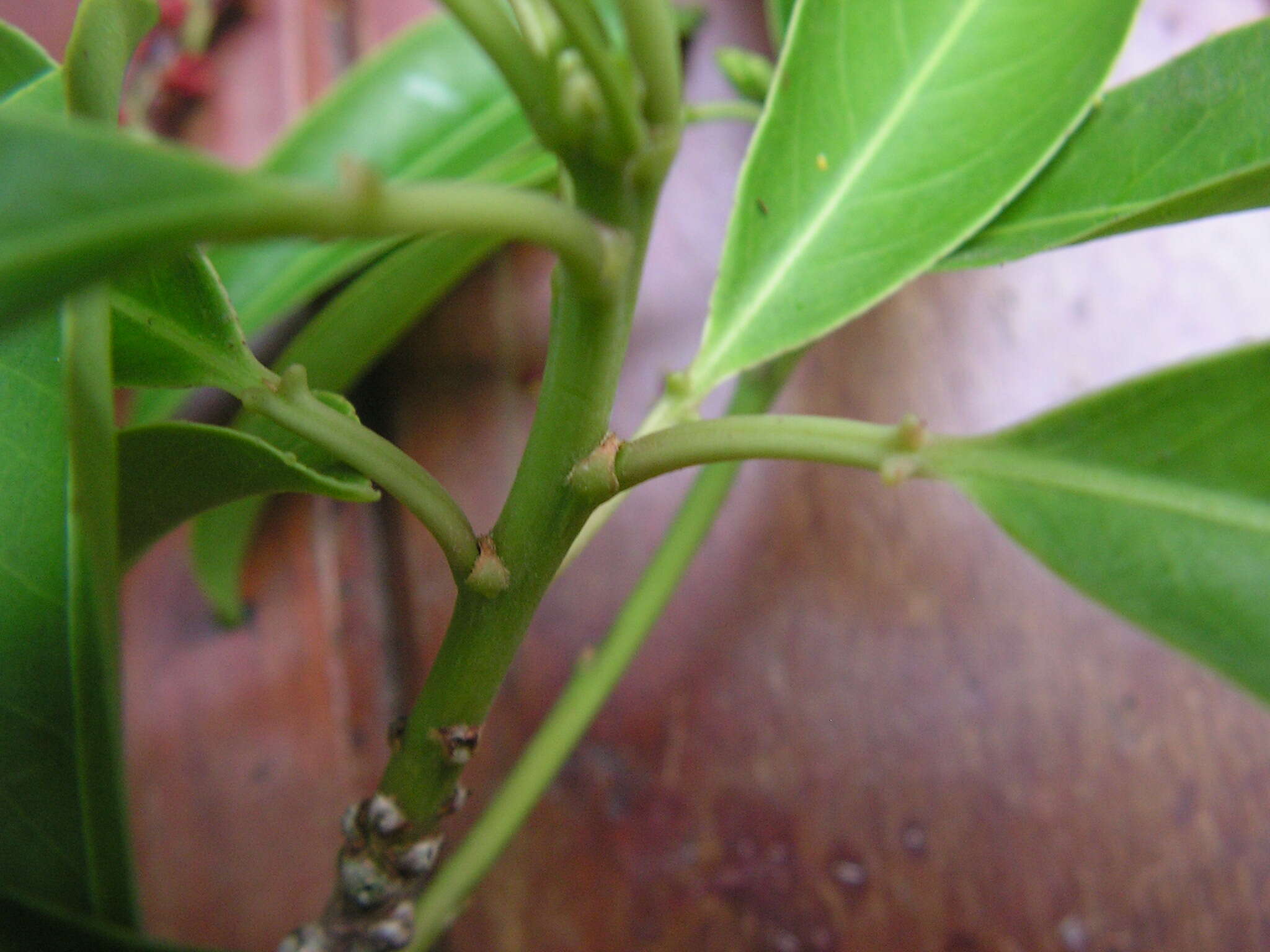 Imagem de Sapium glandulosum (L.) Morong